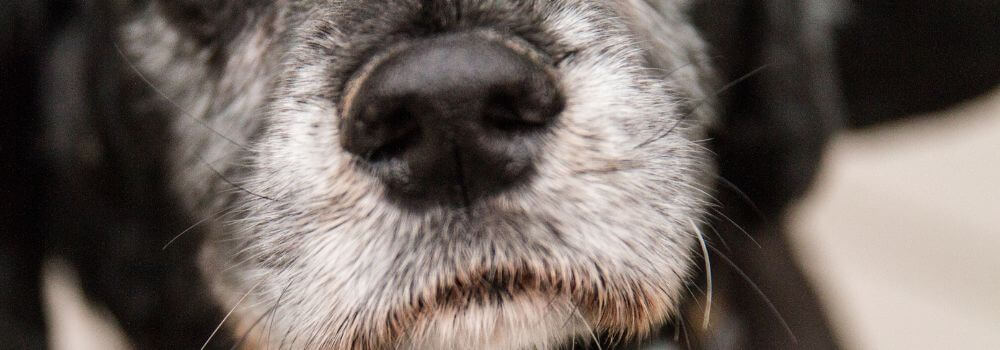 Alter Hund mit grauer Schnauze