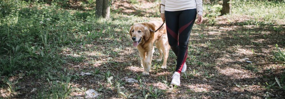 Hund mit Frau bei Spaziergang