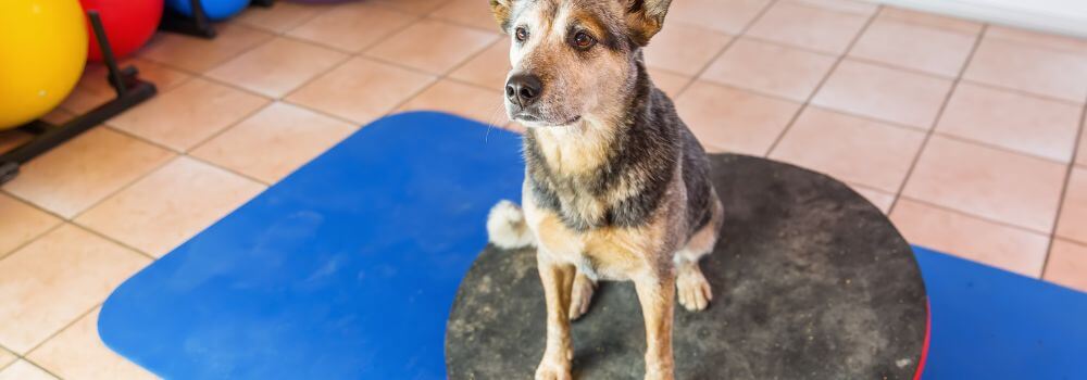 Hund mit Arthrose im Endstadium bei der Physiotherapie