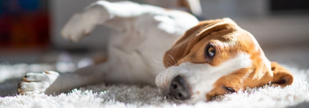 Hund mit Bewegungseinschränkungen aufgrund einer Arthrose