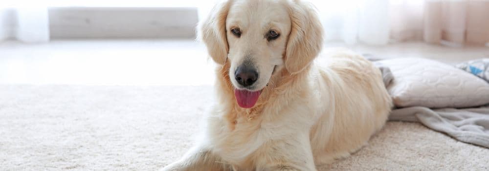 Hund mit Arthrose Symptomen liegt auf dem Boden