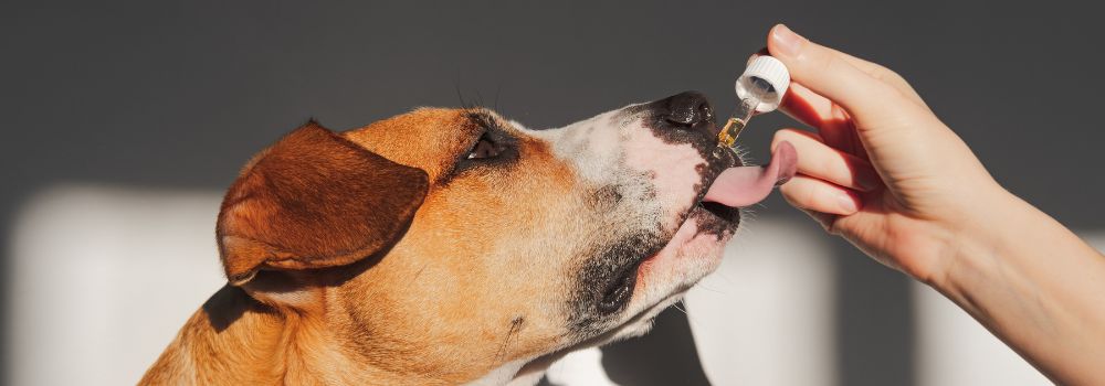 Hund leckt an seiner dosierten Menge Lachsöl