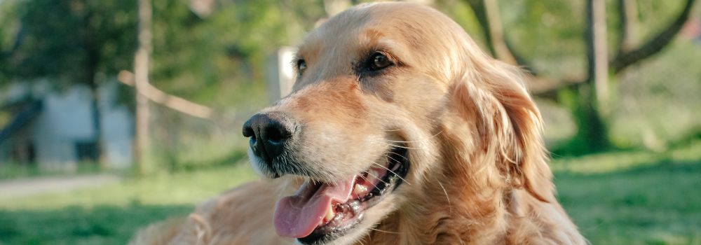 Hund ohne Nebenwirkungen