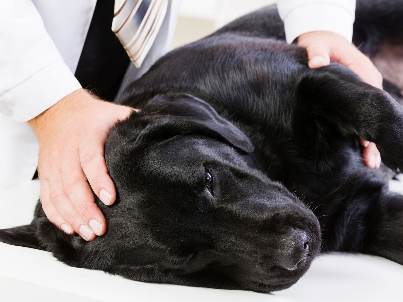 Gelenkschmerzen beim Hund: Diagnose