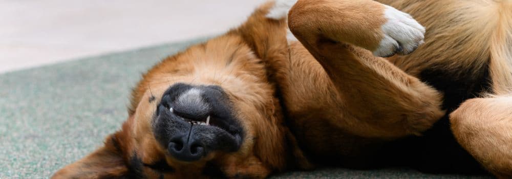 Glücklicher Hund liegt auf dem Rücken