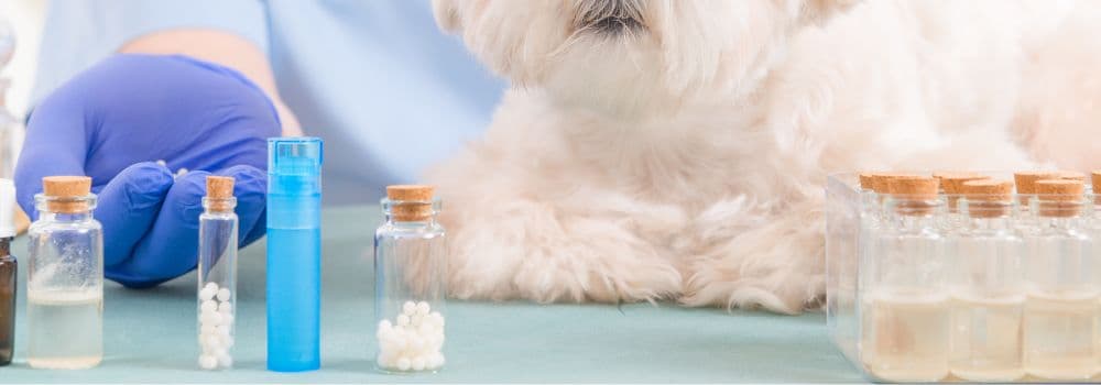 Hund mit Homöopathie bei Arthrose