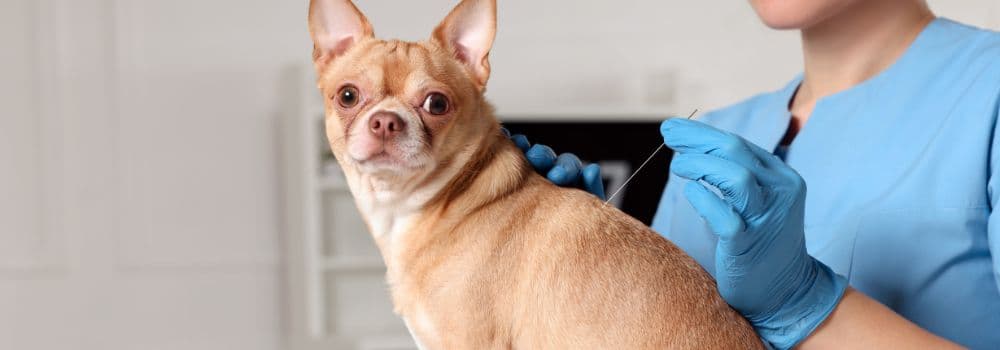 Hund mit Rückenschmerzen beim Tierarzt