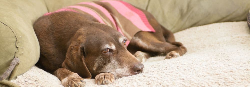 Alter Hund liegt mit Symptomen einer Erkrankung