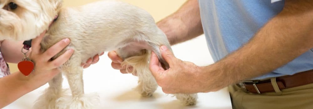 Hund mit Gelenkproblemen beim Tierarzt