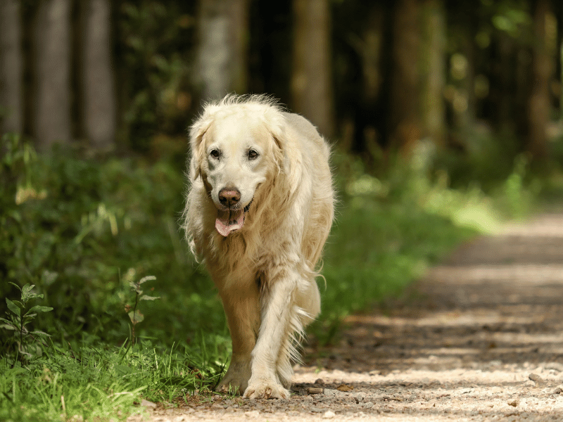 Hund humpelt nach dem aufstehen