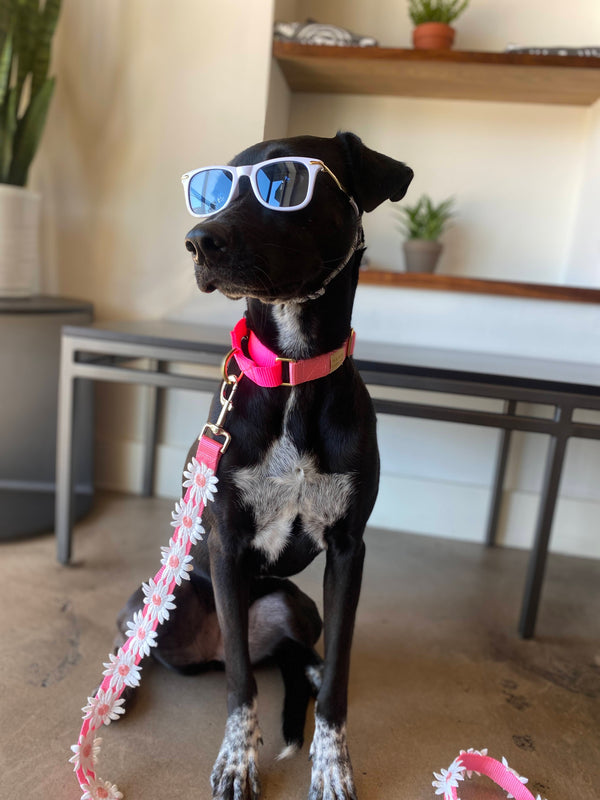Lennon Glasses for Small Dogs 3-15lbs * Dog Sunglasses * Fun for Instagram  and Social Media Posts