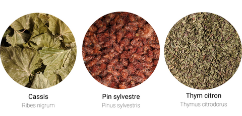 cassis, pin sylvestre, thym citron