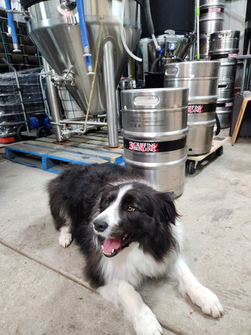 Ziggy the brewery dog