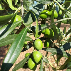 Fresh Italian Olives on the vine