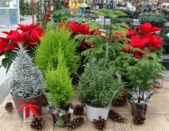 mini christmas trees for balcony