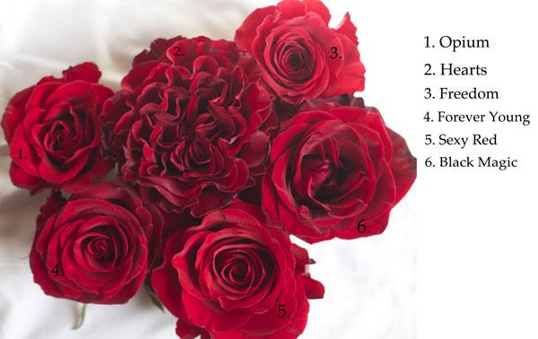 Red Rose varieties