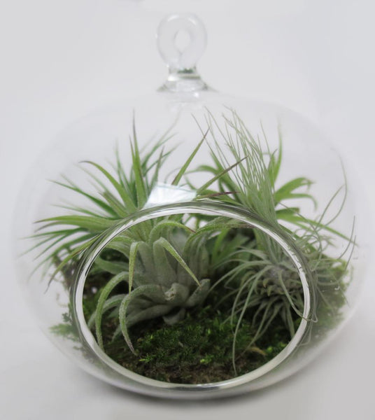 Air Plants Hanging Top