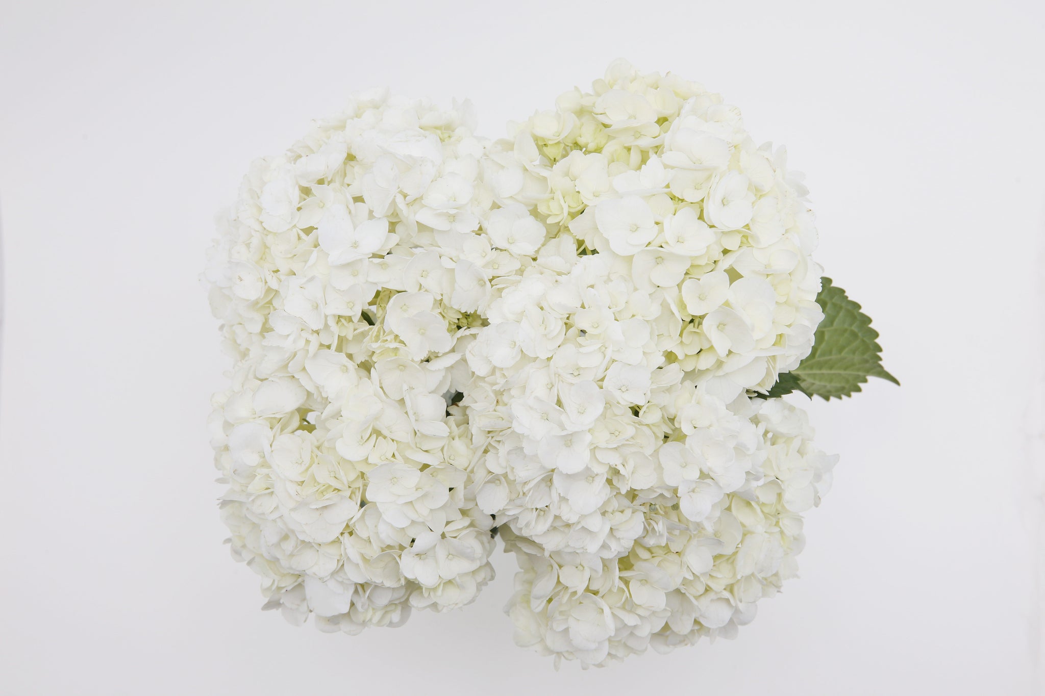 Top of Ivory Hydrangea Bouquet - white hydrangea flowers Flower Co.