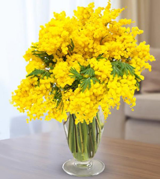 Bouquet of Mimosa