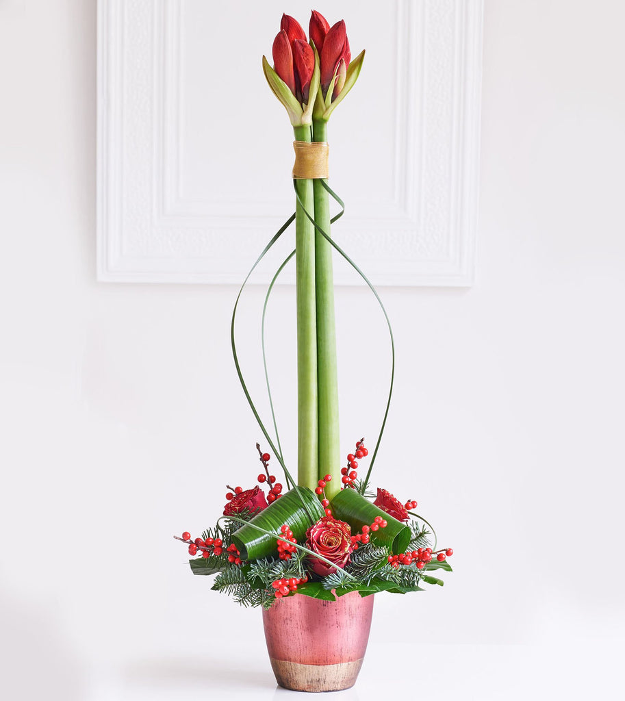 Christmas Amaryllis Lifestyle Bud Stage