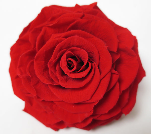 preserved rose top - preserved roses by Flower Co. Preserved Flowers Canada