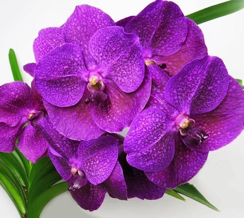 Pink Vanda Orchid - Flower Company – Flower Co.