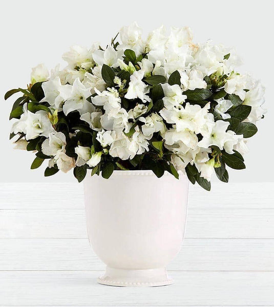 Potted Azalea Plant - Flower Company – Flower Co.