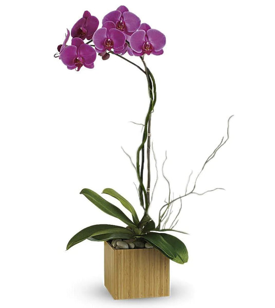 Stunning Sophistication Phalaenopsis Orchid - Flower Company – Flower Co.