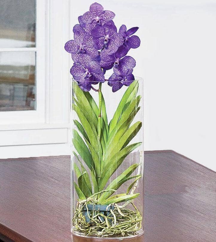 Vividly Violet Vanda Orchid - Flower Company – Flower Co.