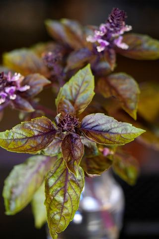 Purple Basil Plant used in cocktails at Tio's Latin American Kitchen