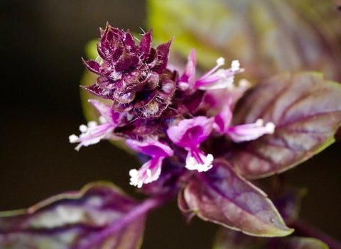 Close up of the Purple Basil