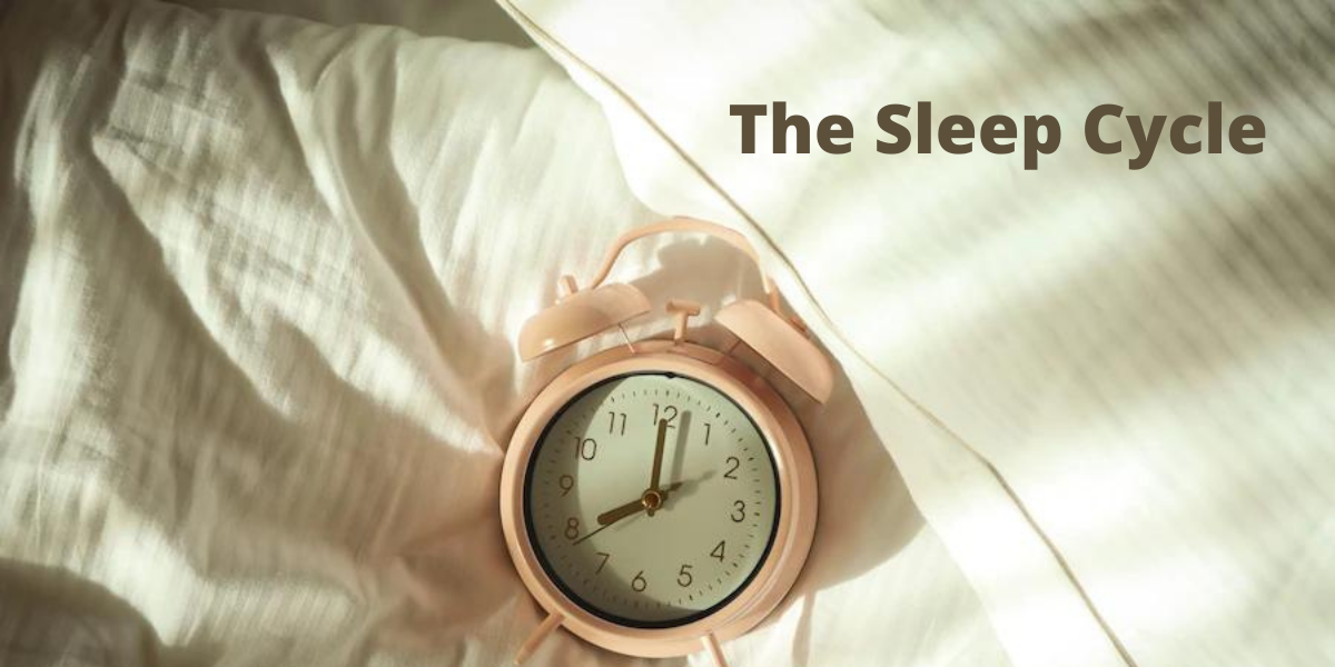 the sleep cycle