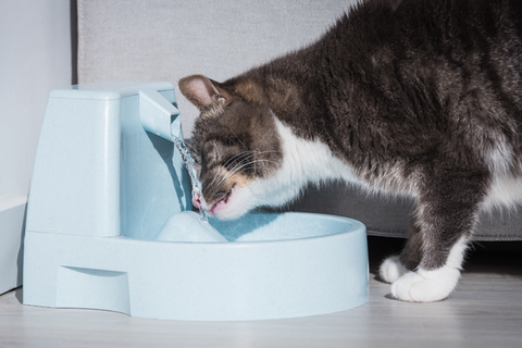 Filter-less cat water fountains