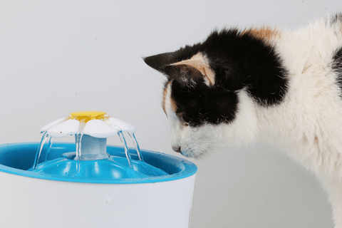 What to look for in a Pet Water Fountain?