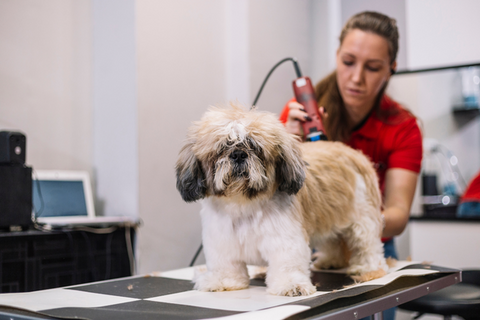 Clippers Used by Dog Groomers