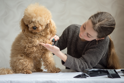 choose the right dog clippers