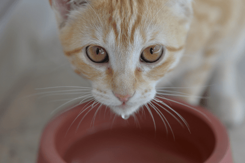 Are Cat Water Filters Necessary?