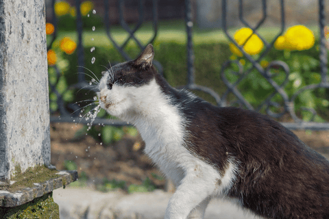 Can You Leave a Fountain on During the Day?