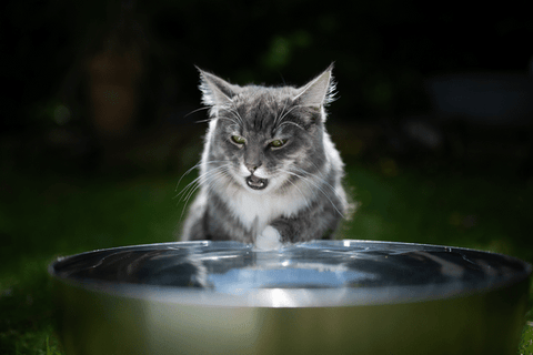 Benefits of a Cat Water Filter