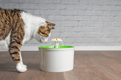 The Different Types of Pet Water Fountains