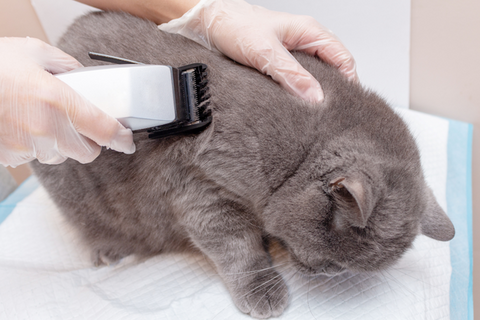Clippers Used by Veterinarians