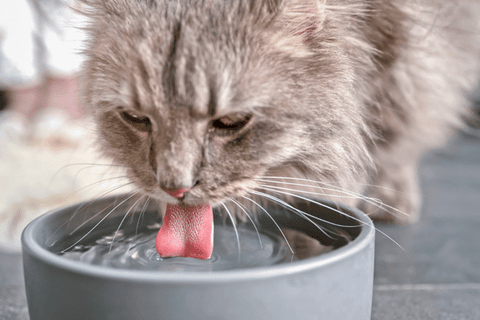 What if my pet water fountain isn't leaking?