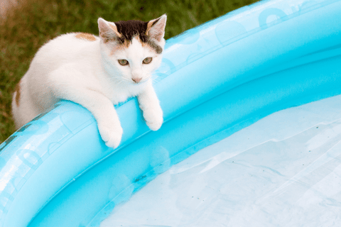 Tips to Use Cat Water Filters Well