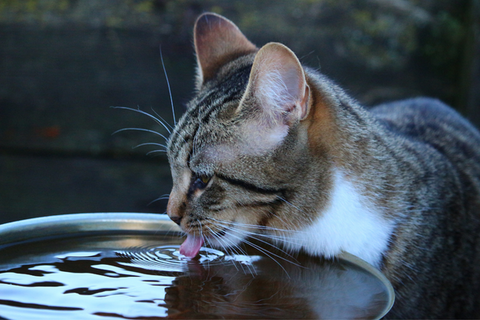 The weight of the cat drinking water