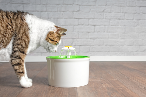 Cheaper cat water fountains