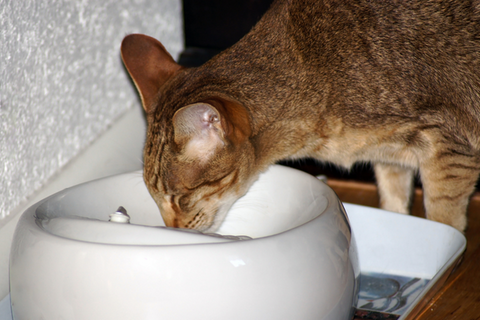 Ceramic cat water fountains