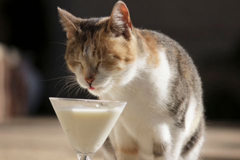 cat Drinking  3