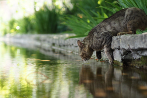 cat Drinking  4