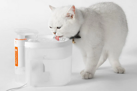 Clean a Cat's Water Fountain