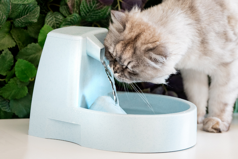 Choose the Right Type of Fountain for Your Pet